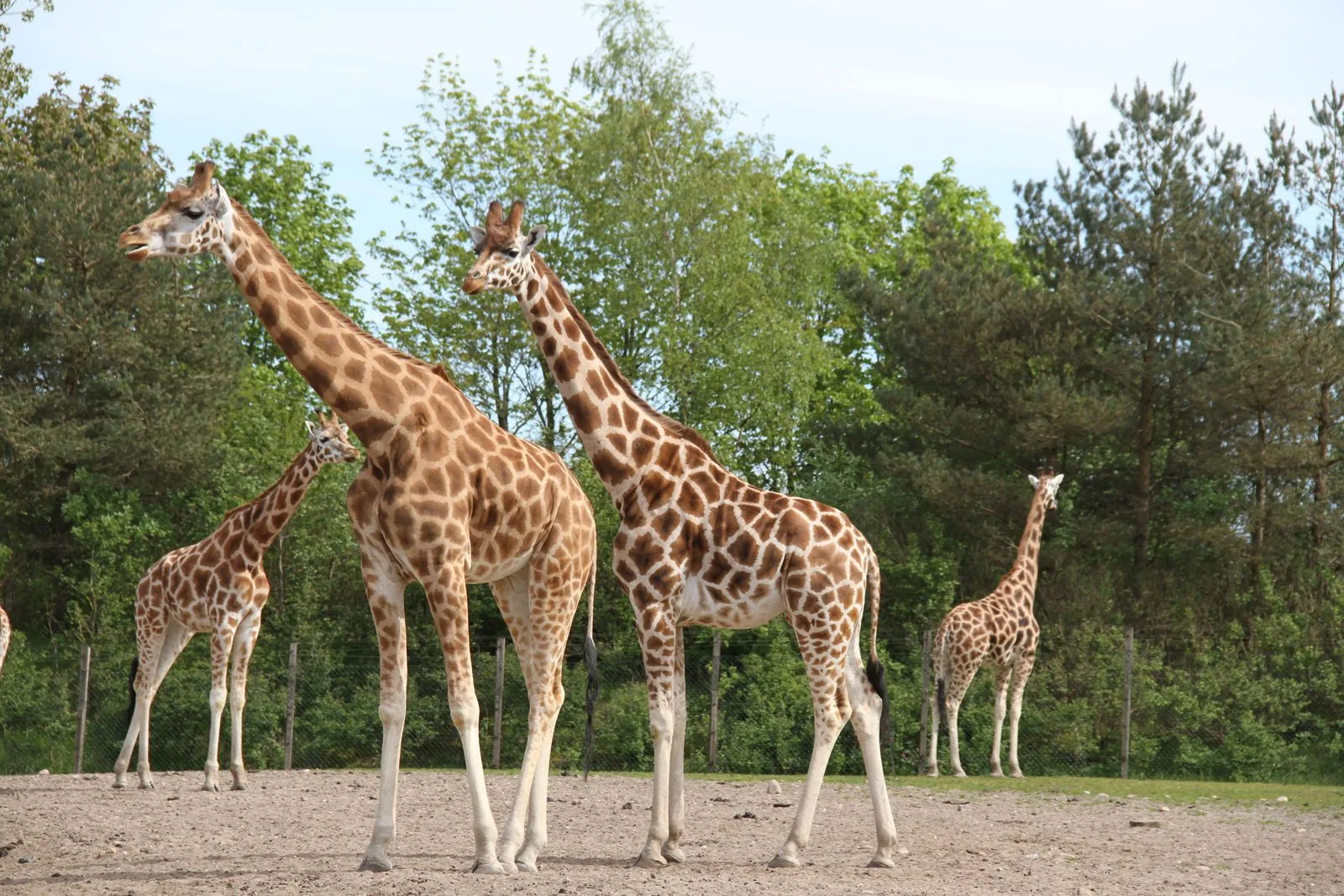 Aapjes kijken in dierentuin Odense Zoo