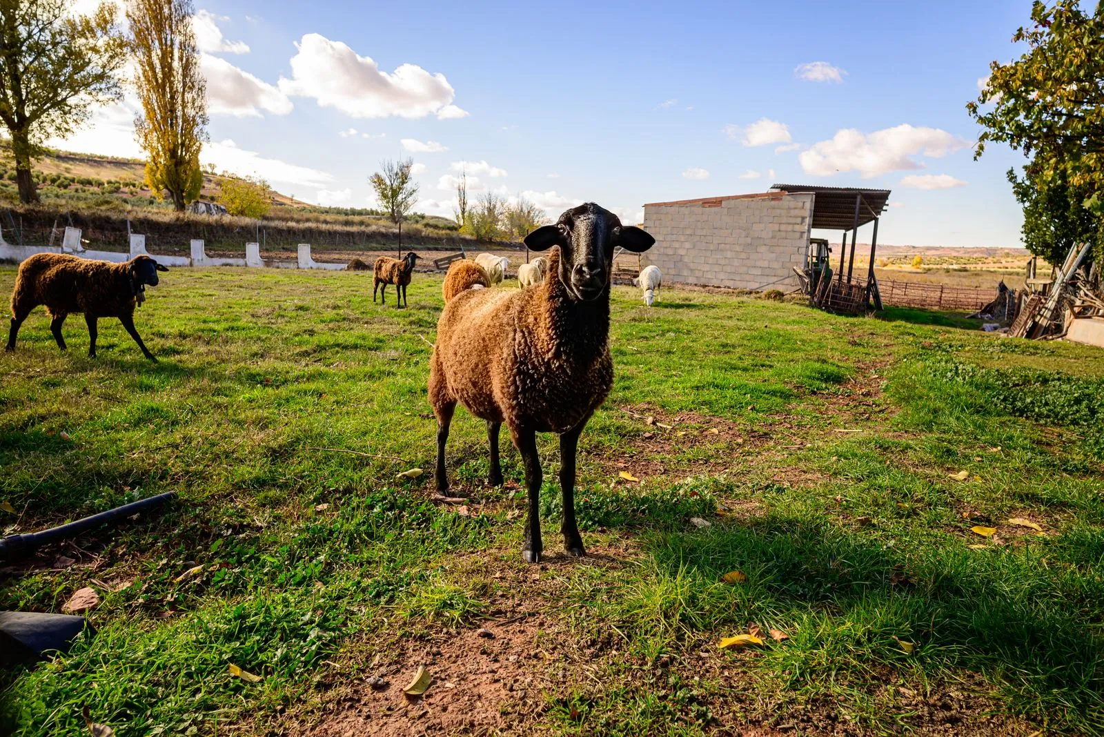 Vakantiehuis boerderijvakantie in Griekenland