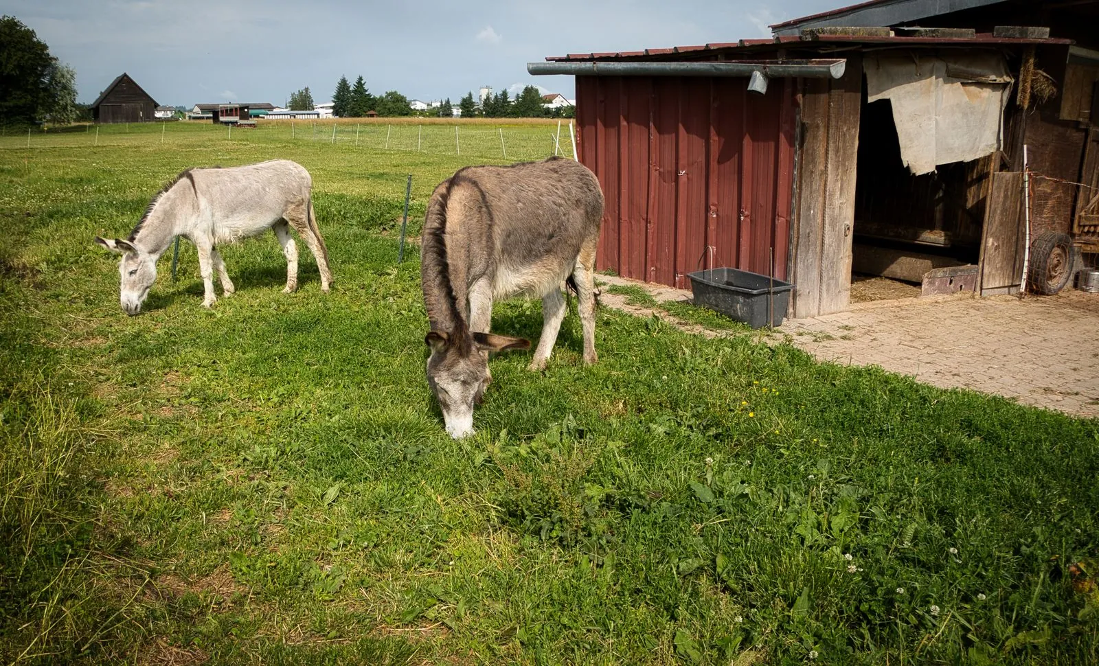 Wandelen en dieren spotten in Tierwelt Herberstein
