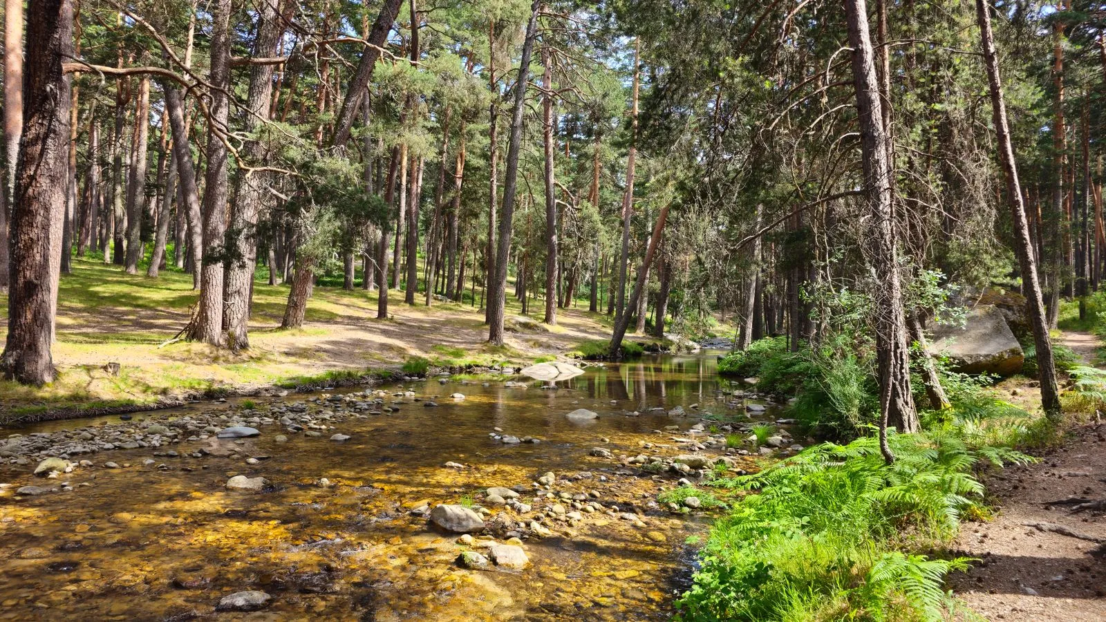 De betoverende bossen van Quinto Real