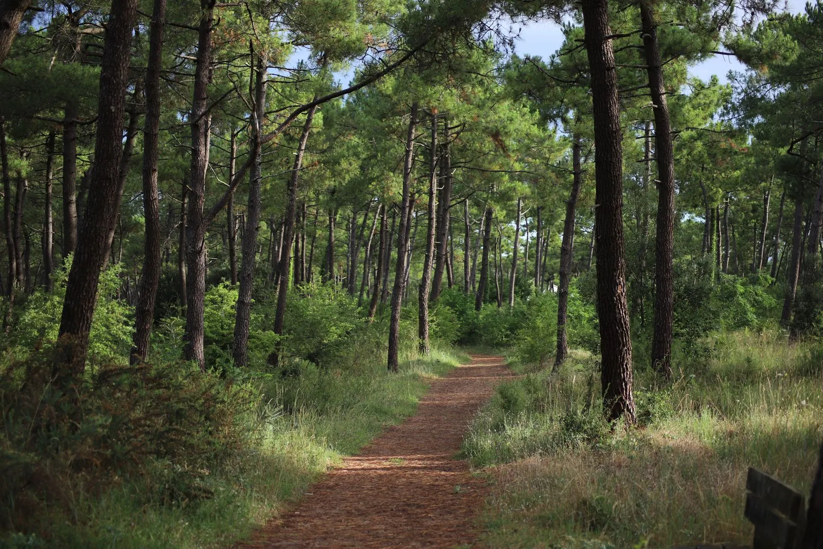Wandelen in natuurpark Brière met het gezin