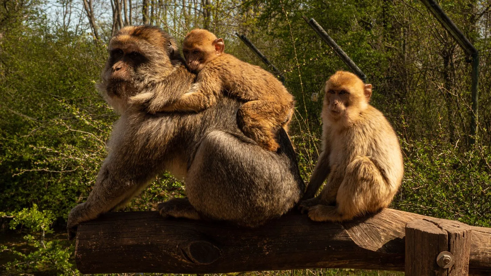Een dagje uit naar de dierentuin in Erfurt
