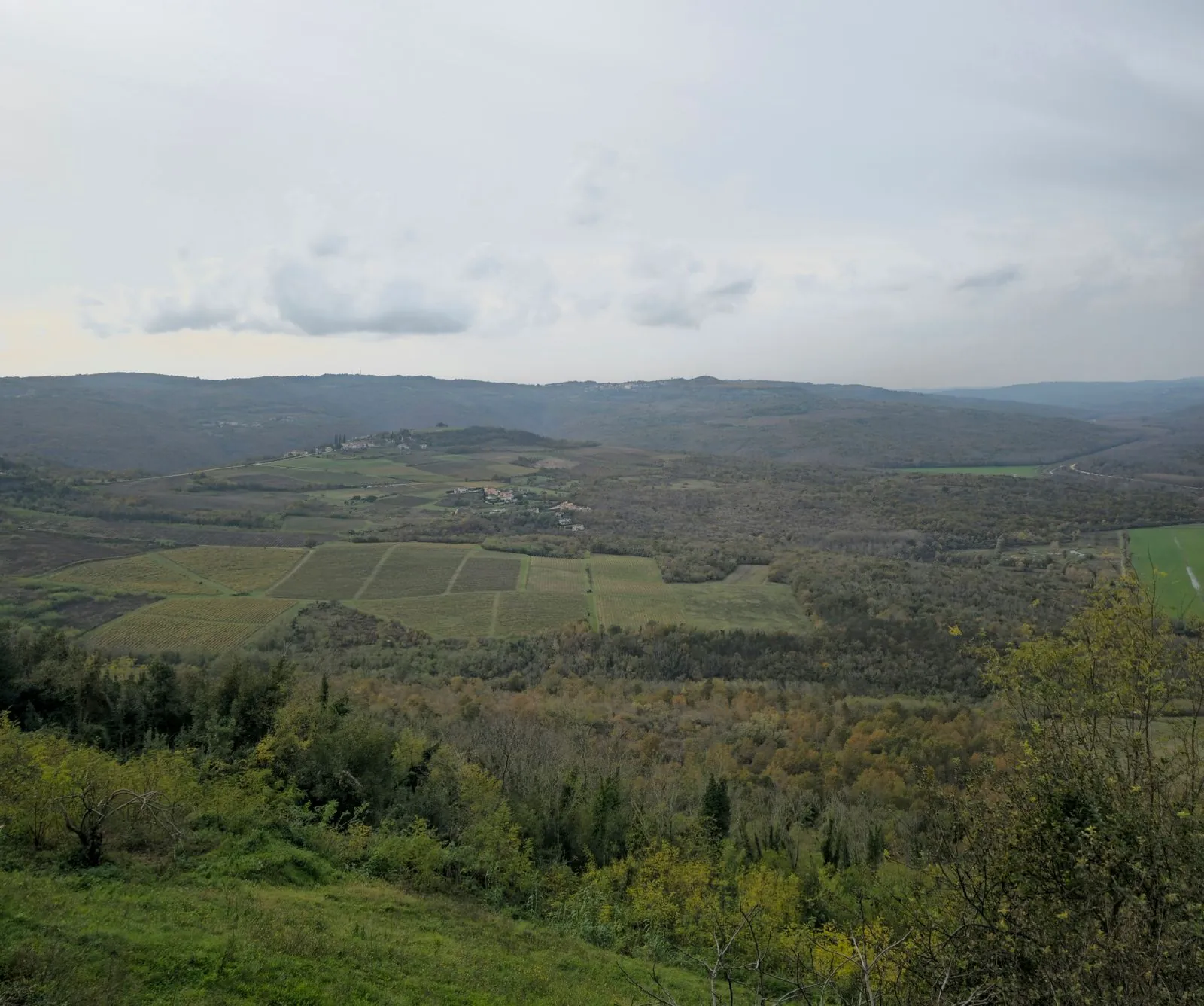 Truffeljagen in het Motovun bos