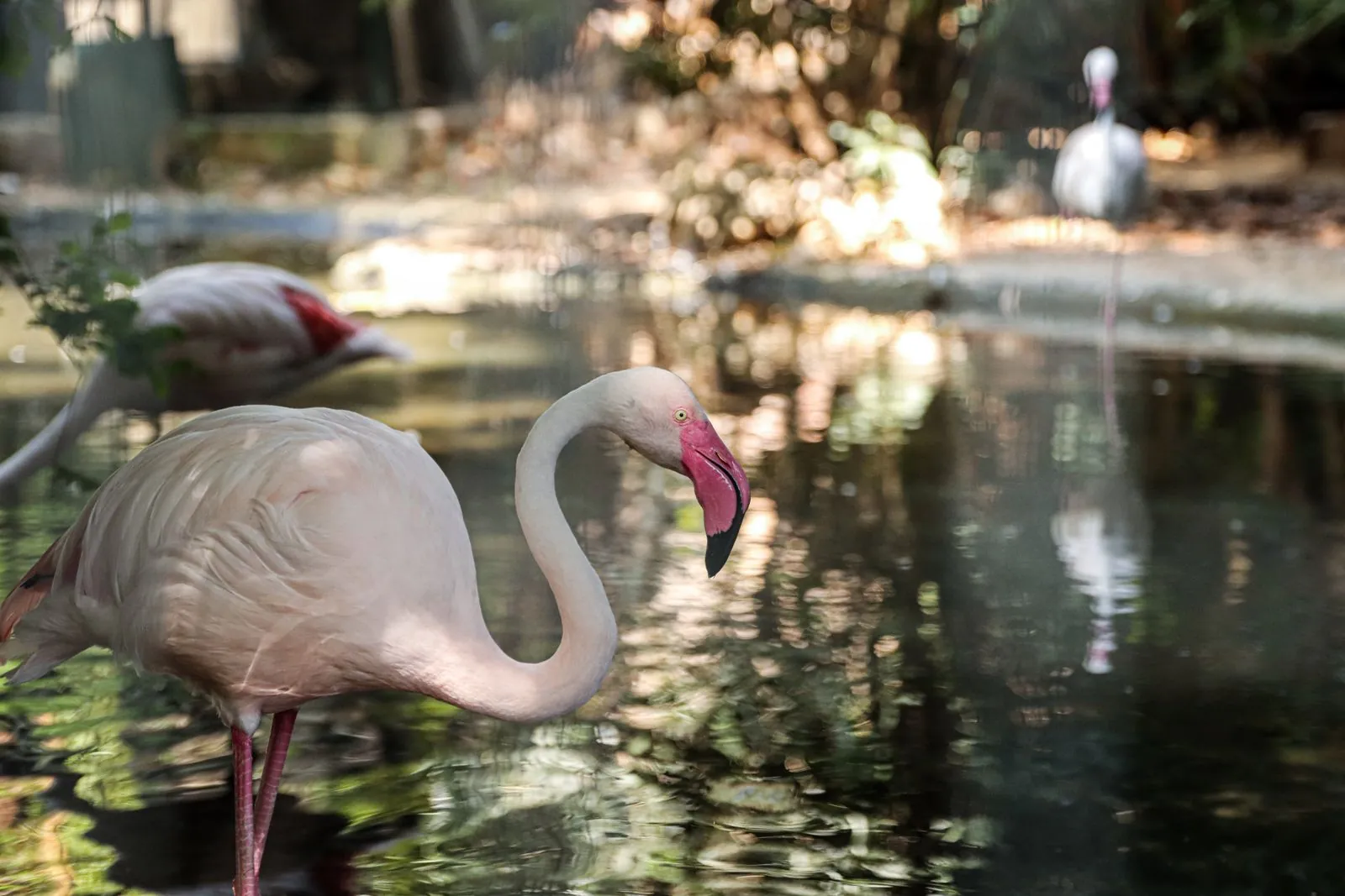 Een bezoek aan de dierentuin van Fasano