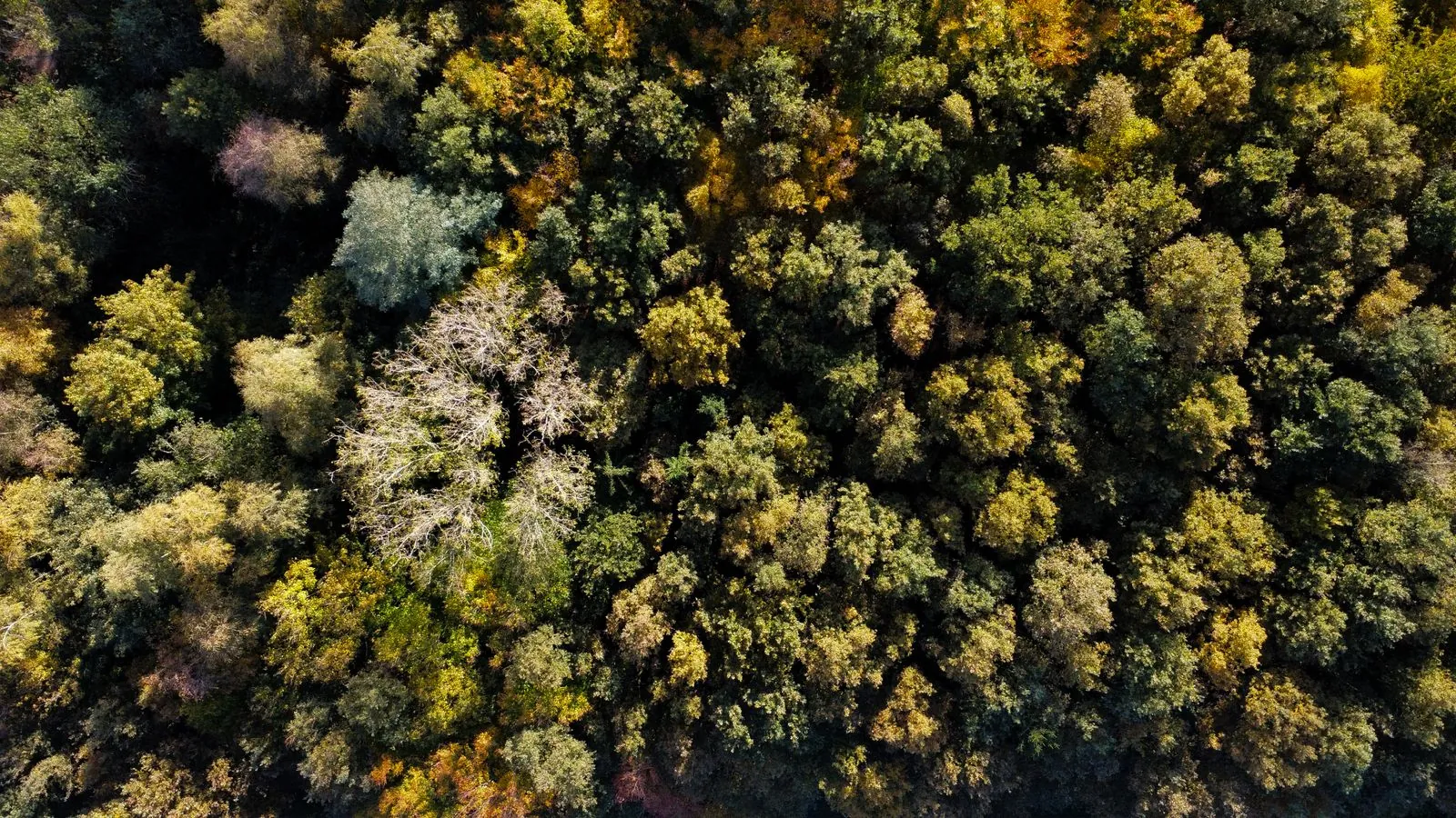 Avontuurlijk klimmen in Klimbos Zeeuwse Helden