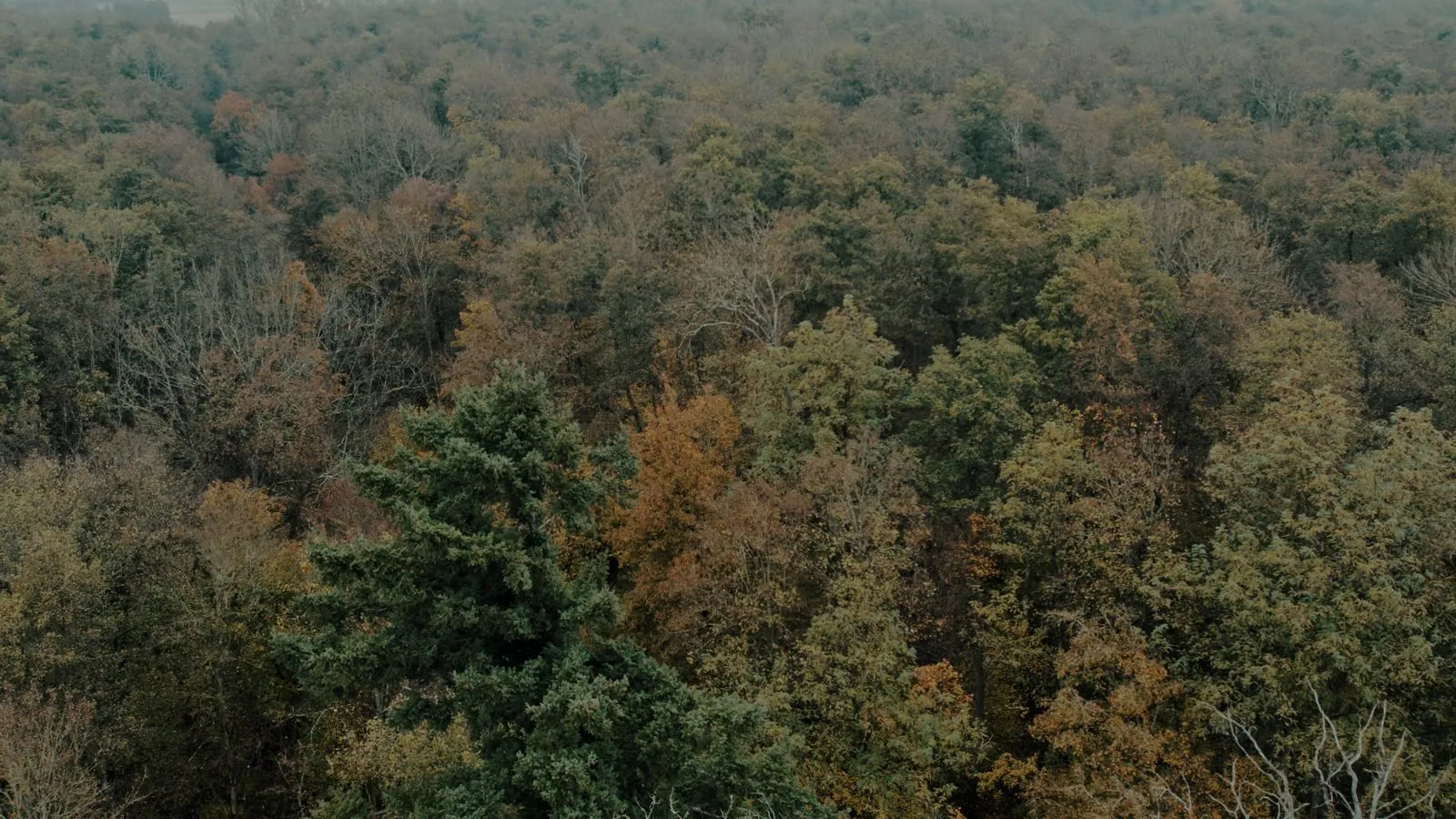 Klimavontuur in het klimbos van Crecy