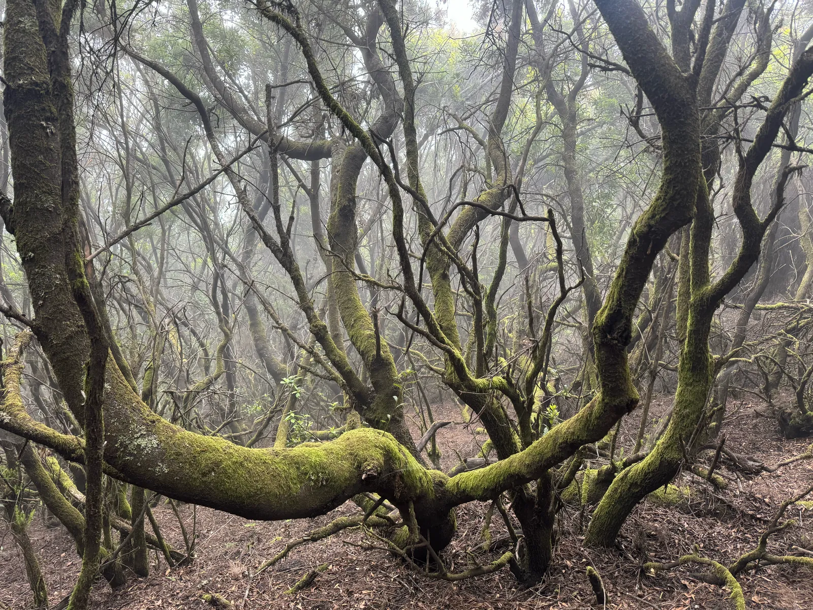 Los Tilos bossen en hun natuurlijke schoonheid