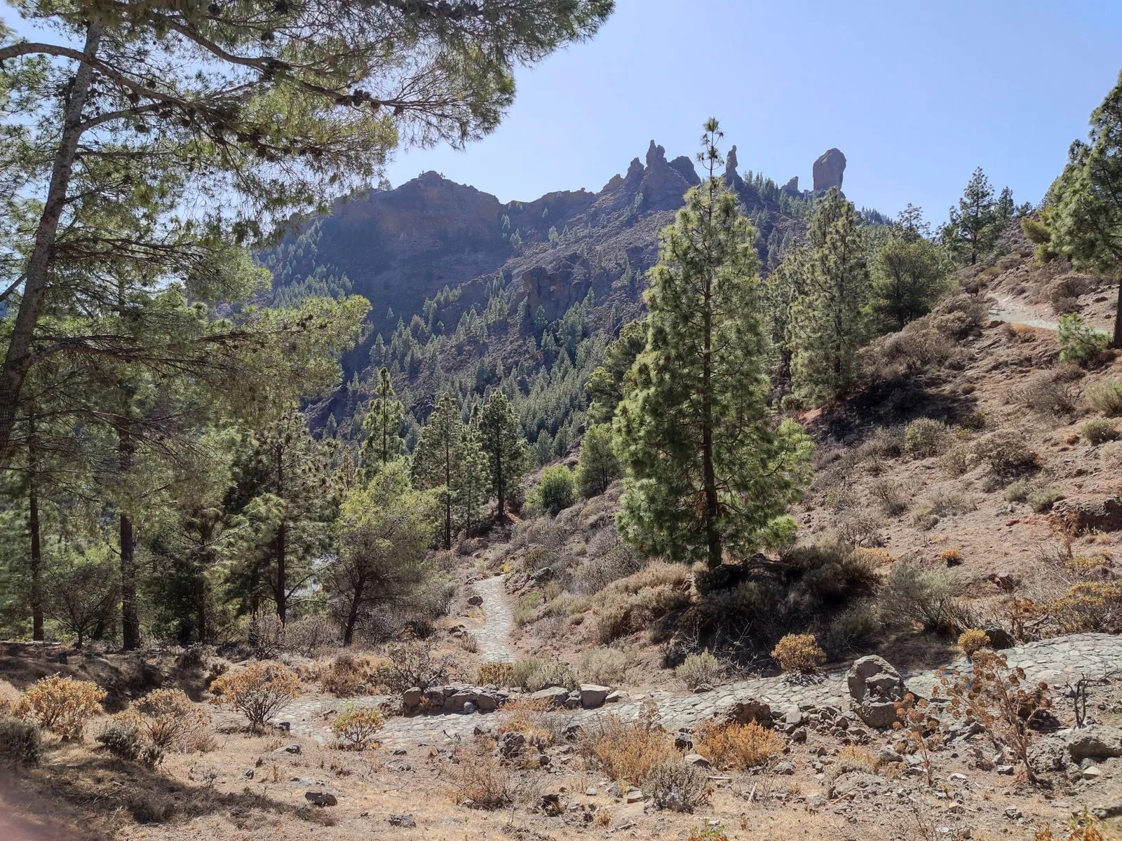 Het groene hart van Gran Canaria: nationaal park Tamadaba