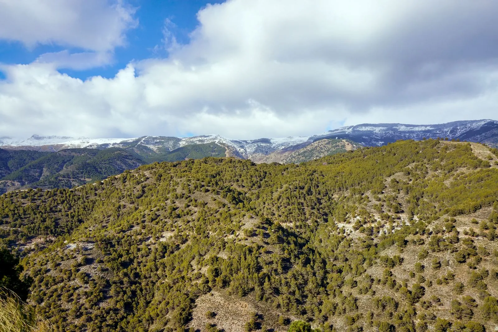 De verrassende flora en fauna van het nationaal park Sierra Nevada