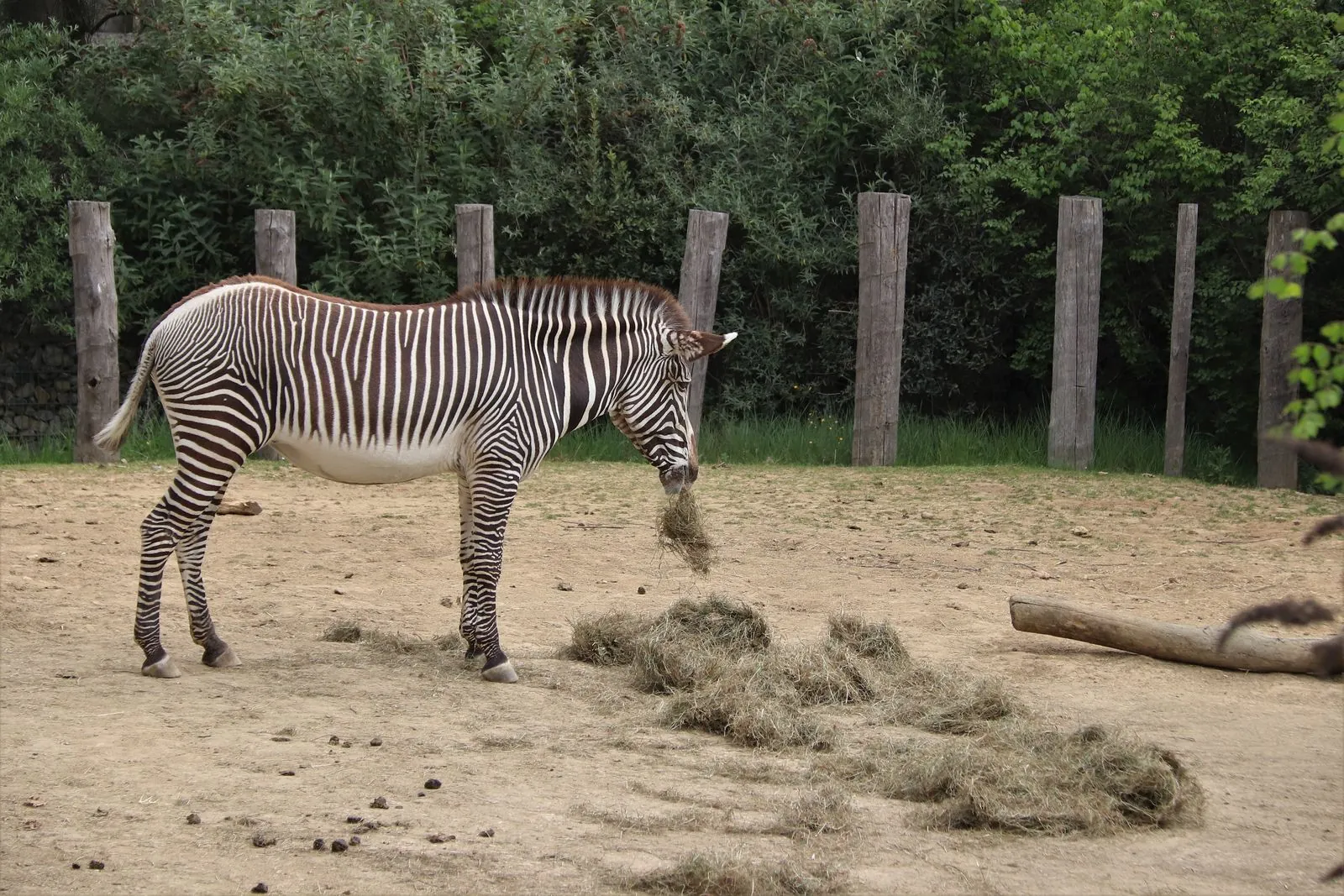 Safari-ervaring in Dierentuin Cerza Normandië