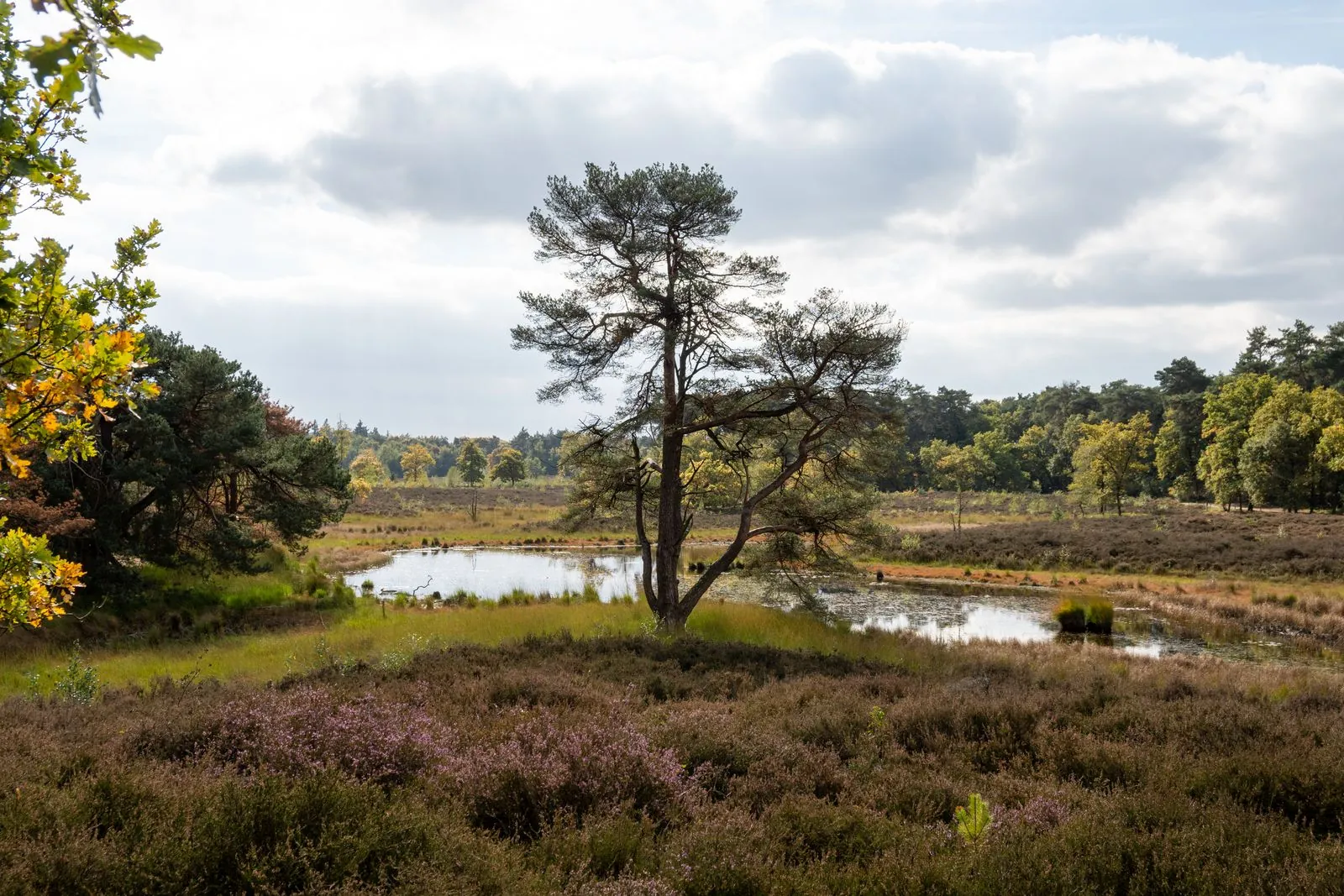 Hoe beleef je de natuur op de Utrechtse Heuvelrug?
