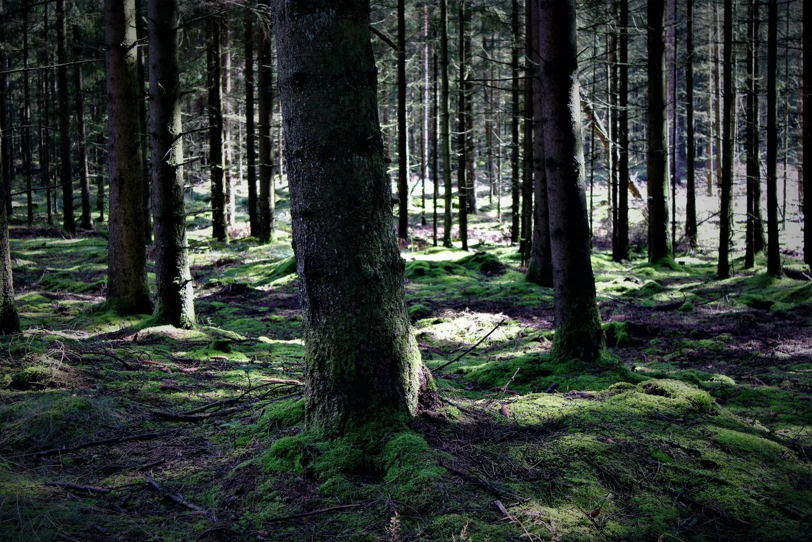 Wandelen in het bos van Rold Skov