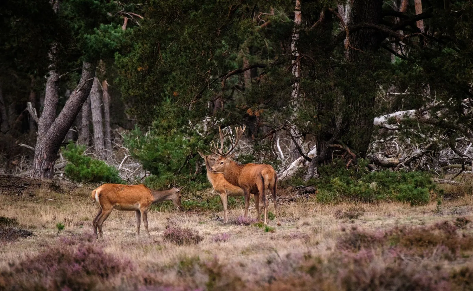 Honden toegestaan in Nationaal Park De Hoge Veluwe
