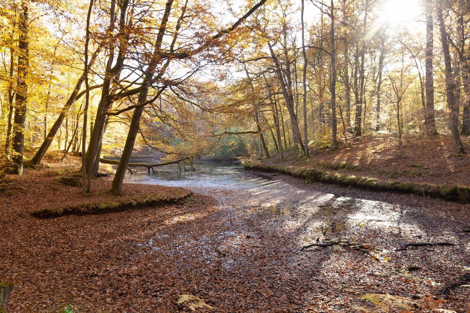Bos van Fontainebleau: wandelen en picknicken