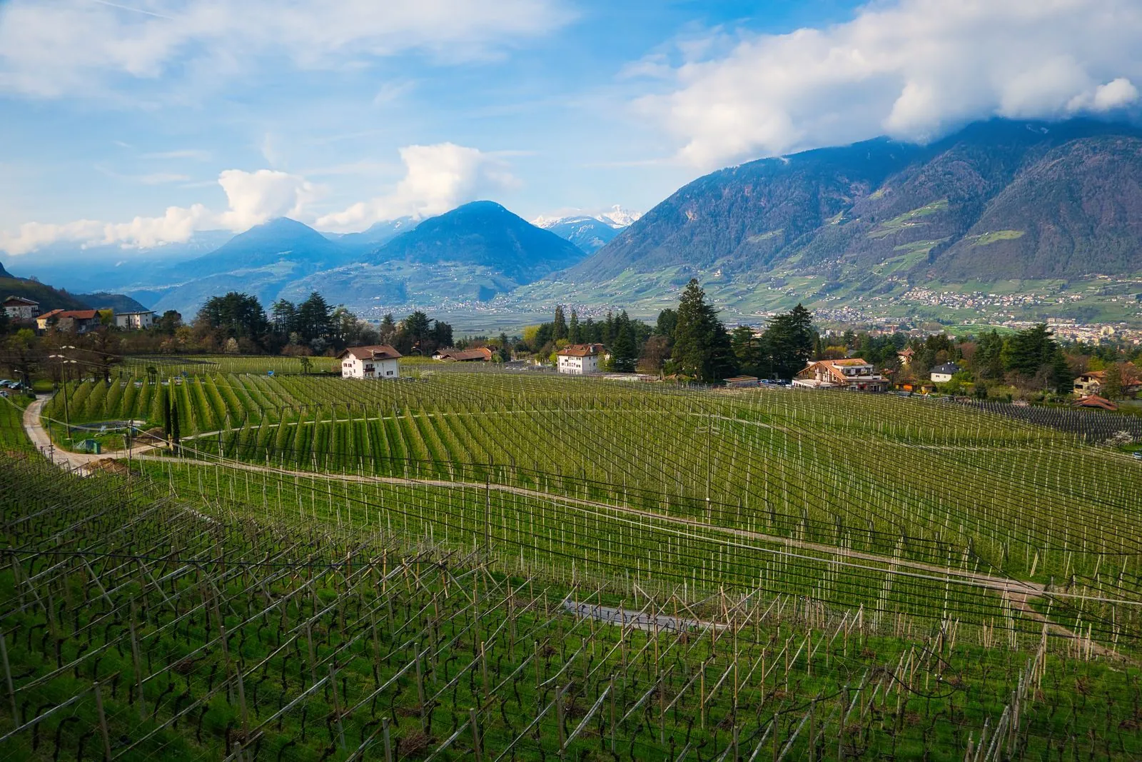 Wijnproeven in de beroemde wijnstreek Trentino