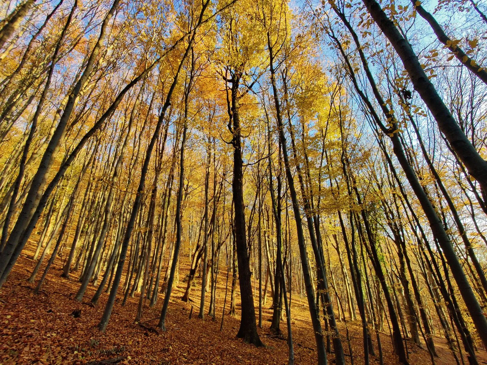 Wandelen door de groene oase van park Maksimir