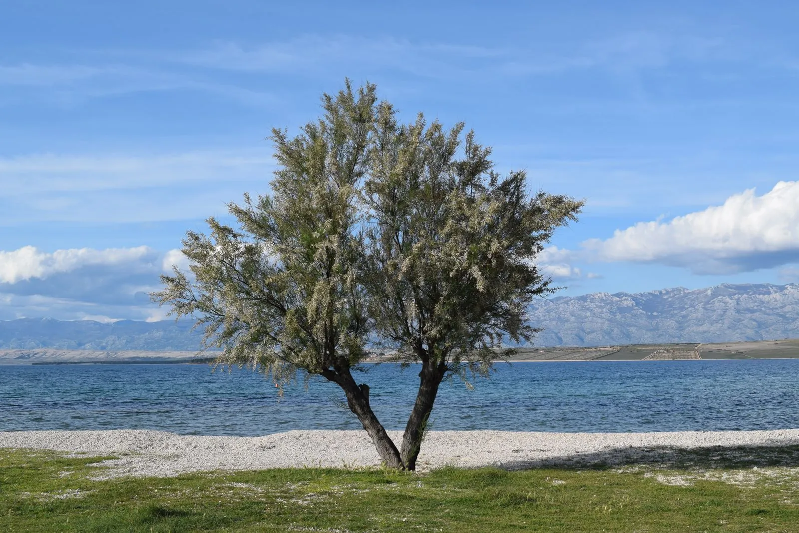 Strand aan de zonnige kust van Zadar