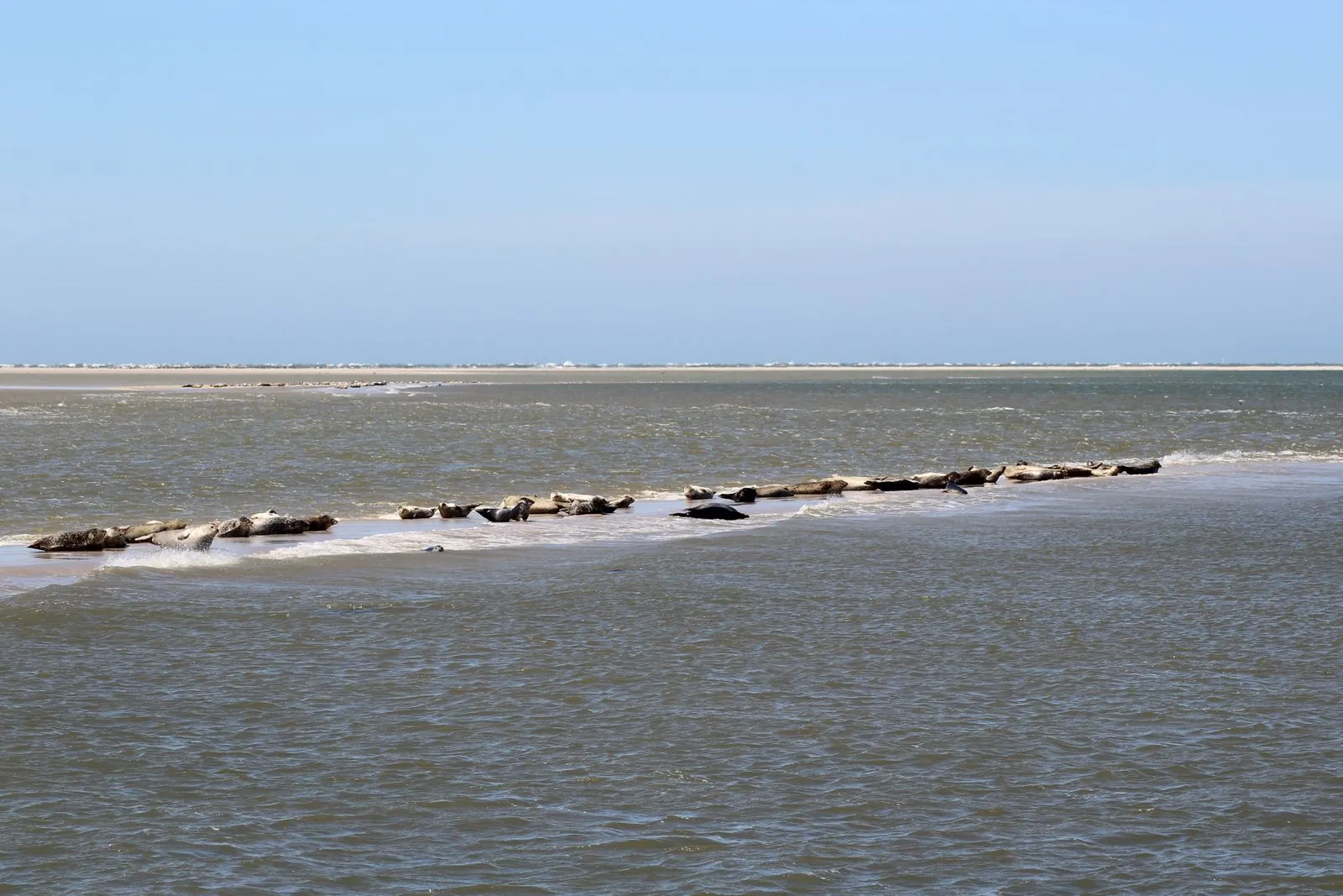 Waar zie je zeehonden bij de Robbenbank?
