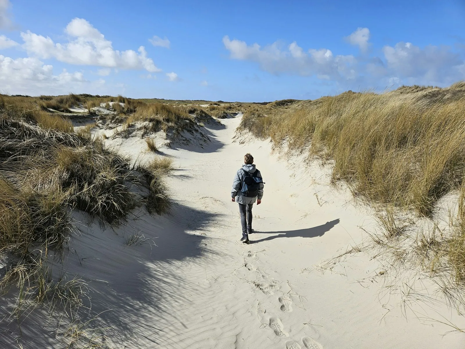 Wandelen door de moerasbossen van De Peel
