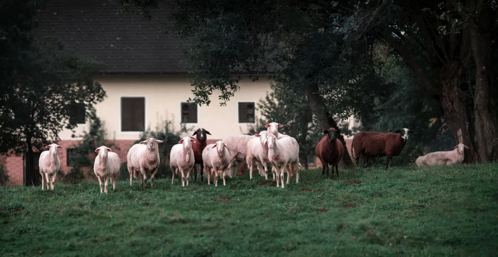 Vakantiehuis boerderijvakantie in Oostenrijk