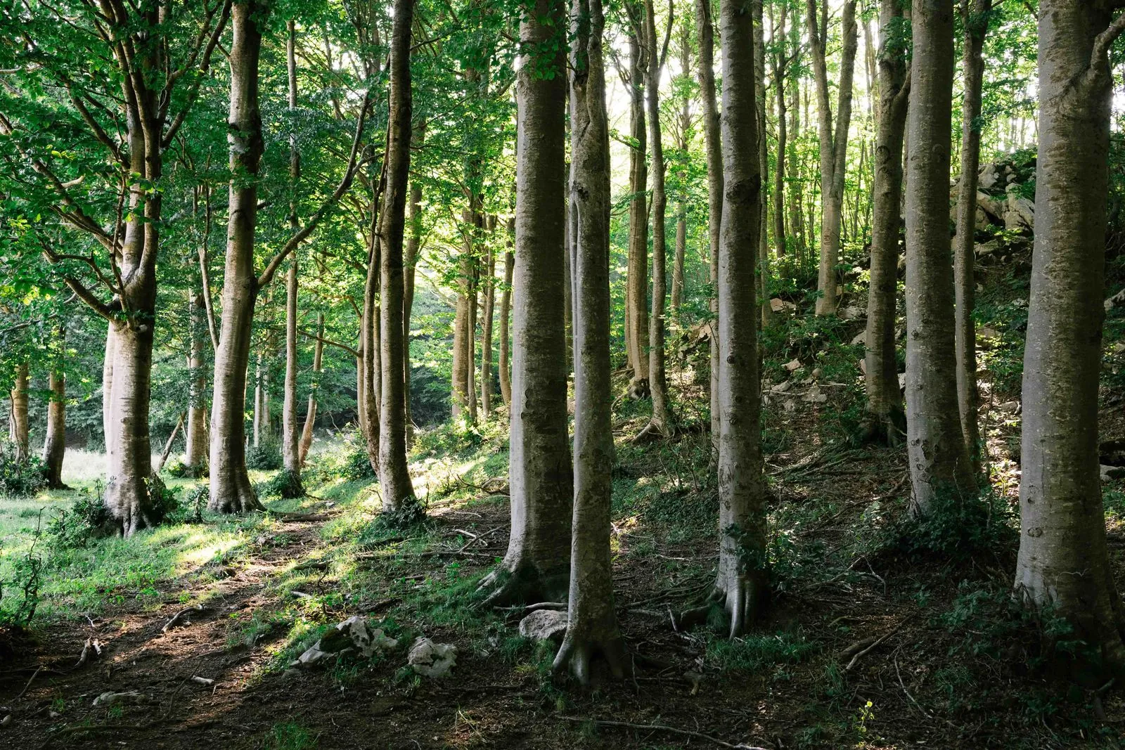 Op truffeljacht in de bossen van Acqualagna