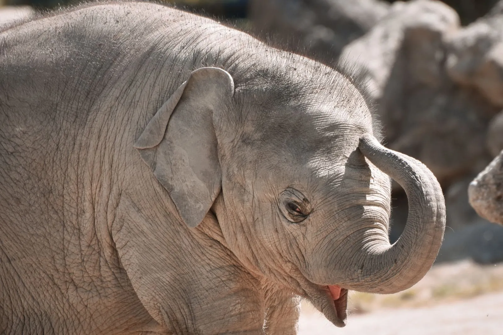 Dierentuin Hellabrunn bezoeken met het gezin
