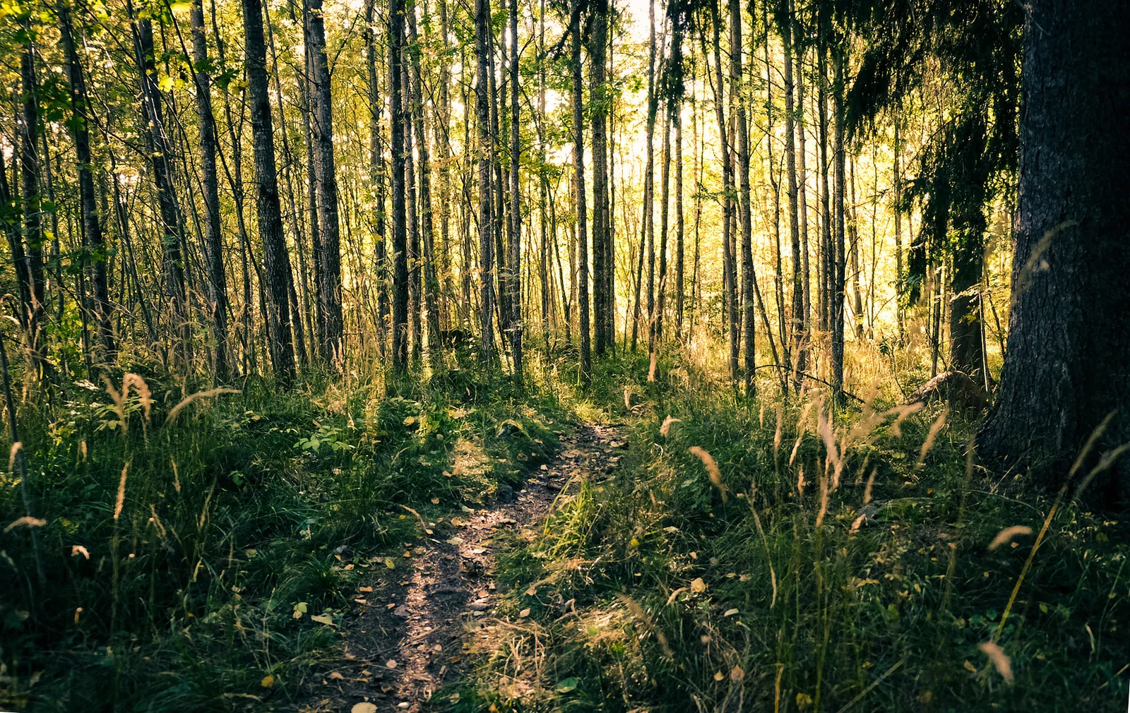 Wandelen door de betoverende bossen van Högbo Bruk