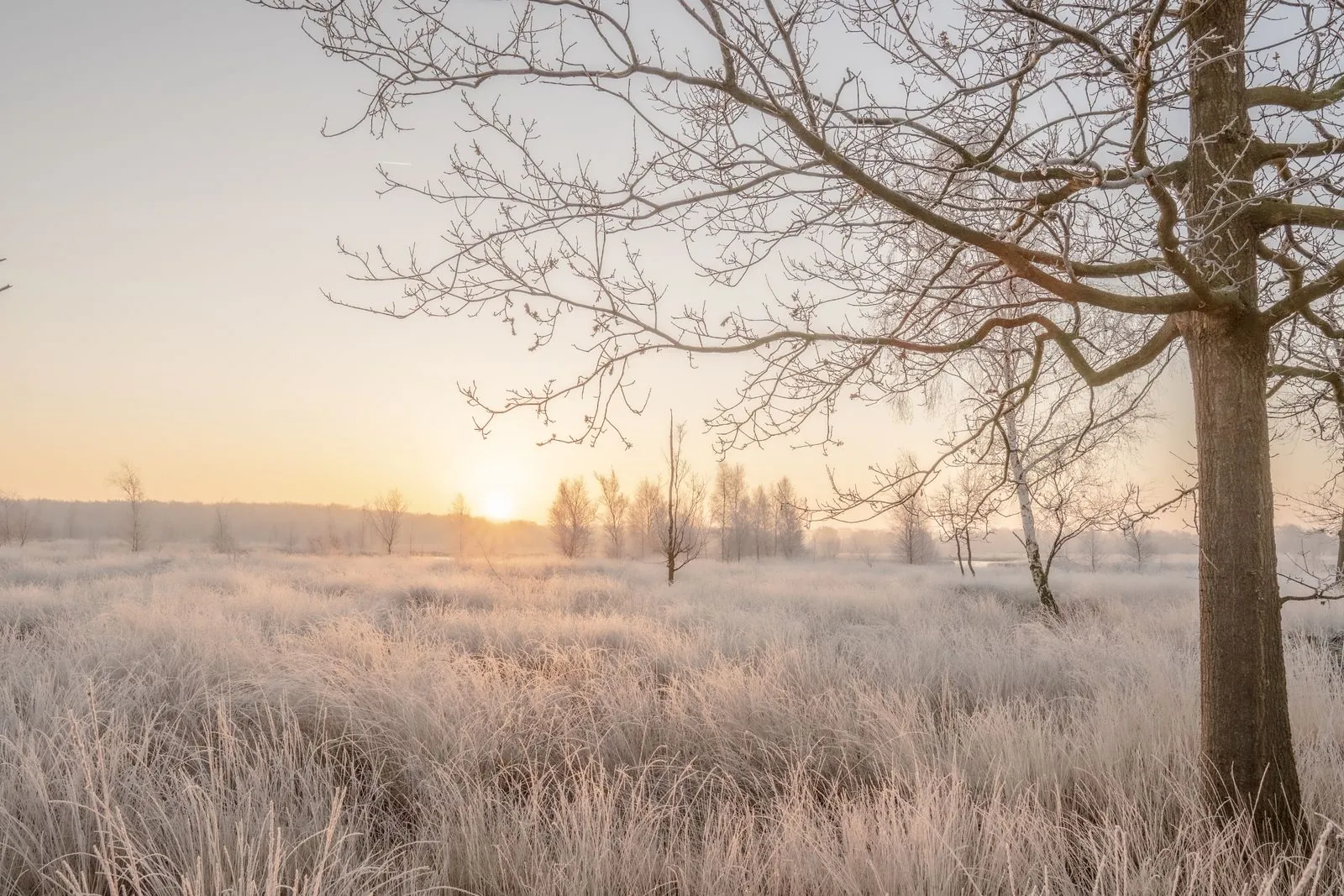Waarom is Nationaal Park De Groote Peel een groene oase?