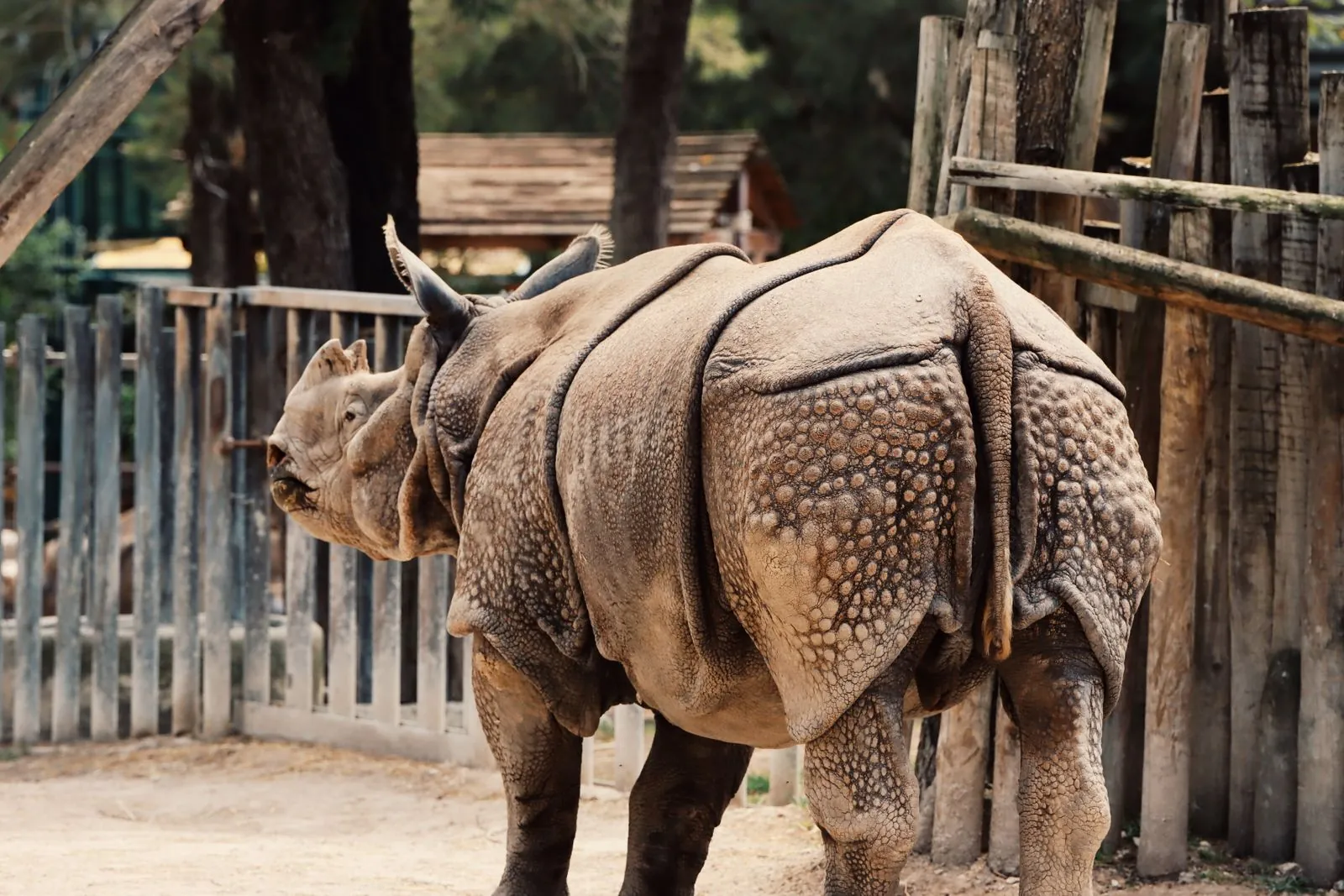 Een dagje dieren spotten in de Portugal dos Pequenitos dierentuin