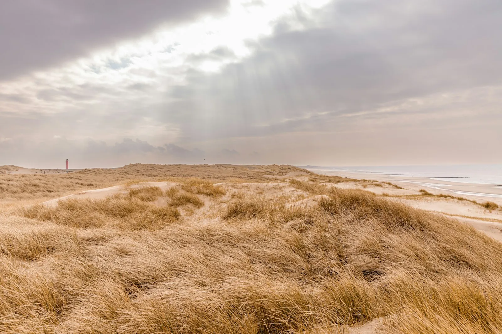 Veilig wandelen met je hond langs de zee