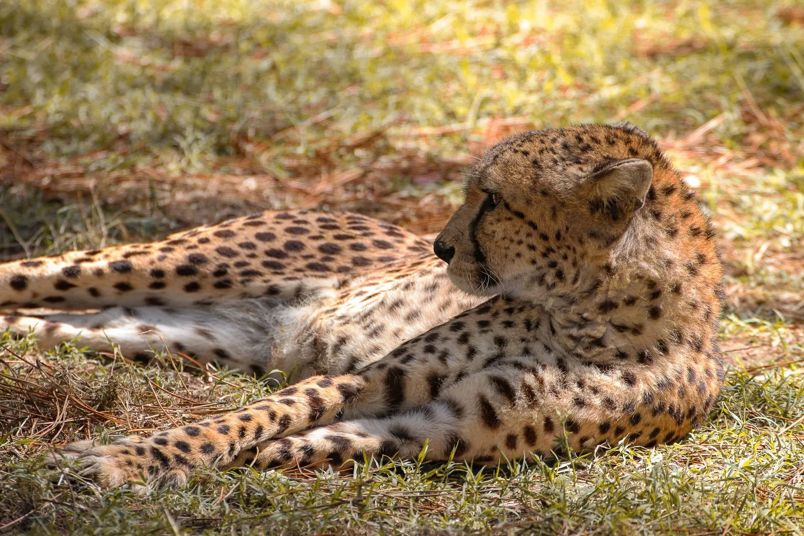 Wat biedt het dierenpark van Palmyre?