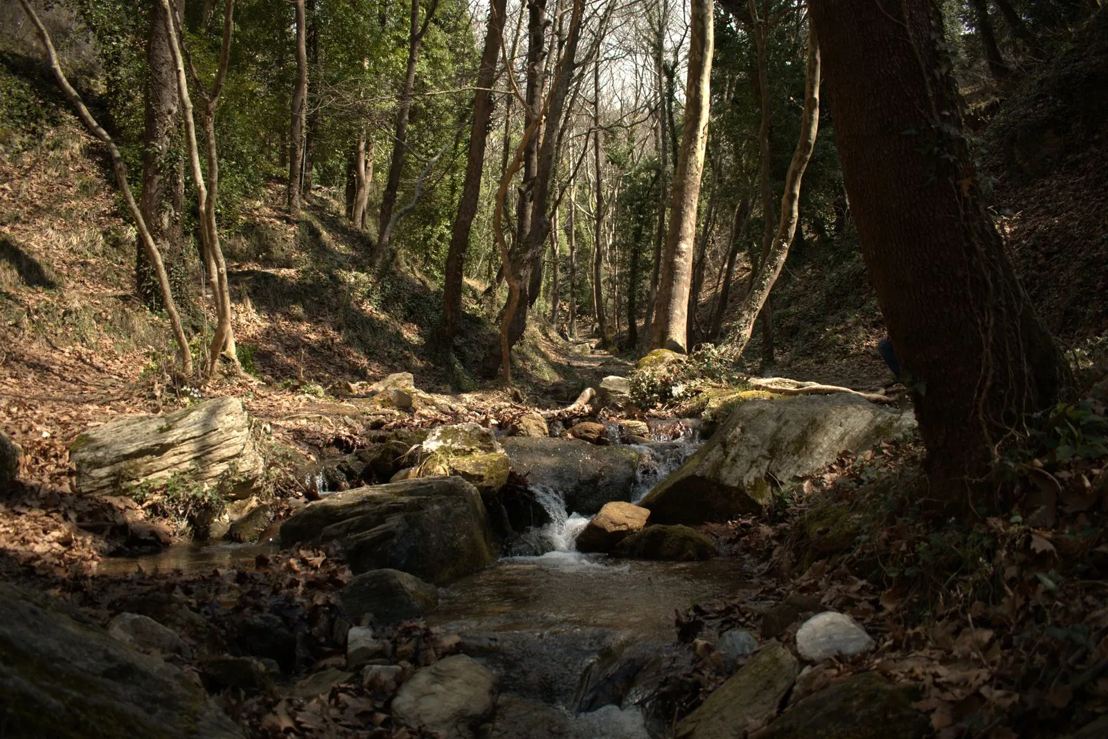 Pieria Forest, de thuisbasis van de muzen volgens de mythologie