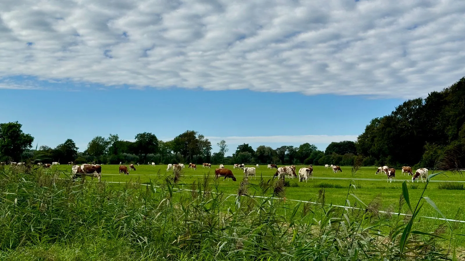 Wat kun je doen bij kinderboerderij Dondertman in Holten?