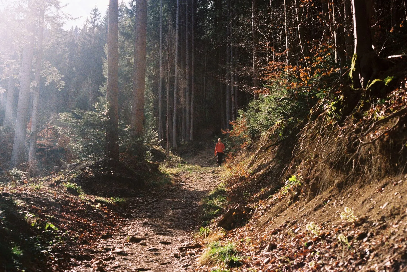 Wandelen door het Thüringer Woud: routes en tips