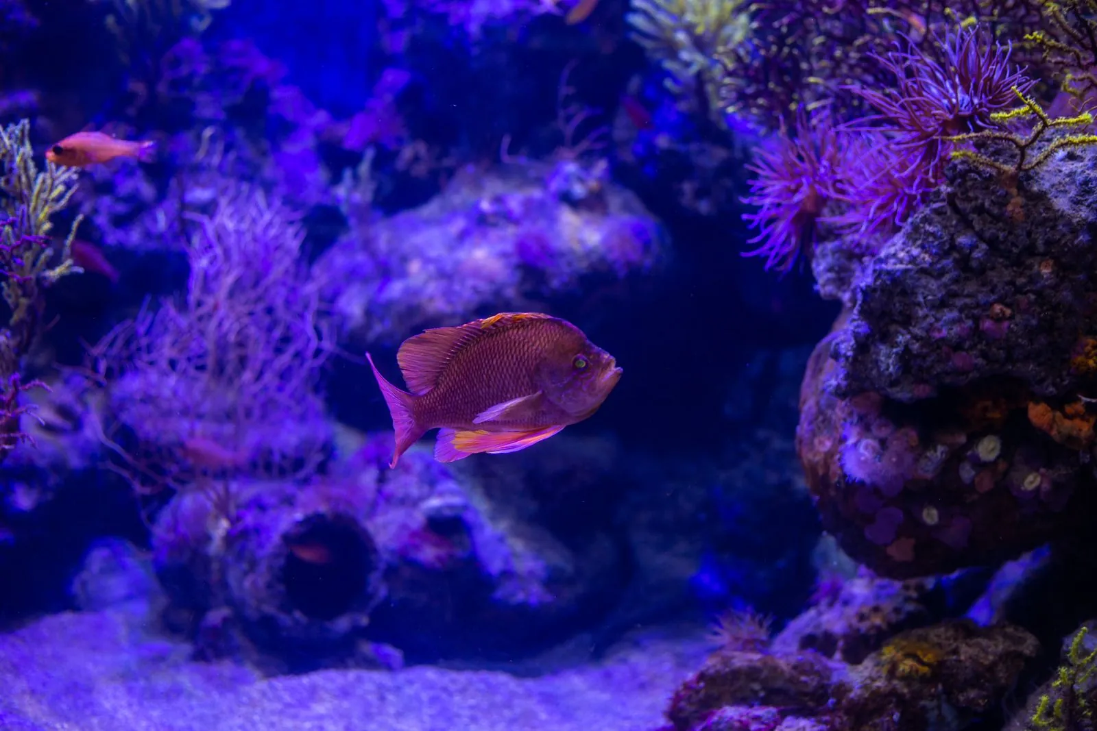 Onderwaterwereld in Aquarium Lanzarote