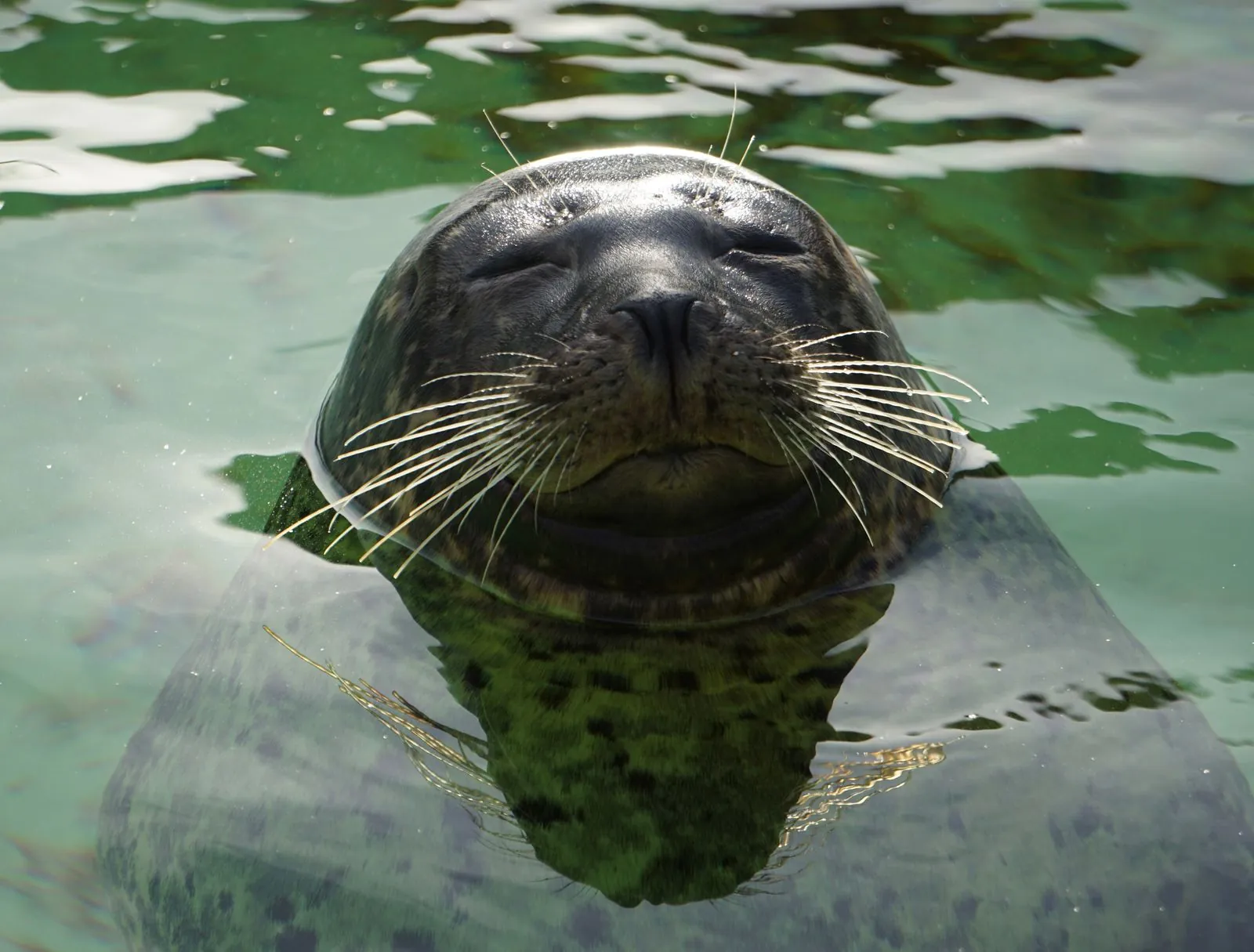 Hoe kun je zeehonden en zeevogels zien bij Ecomare?