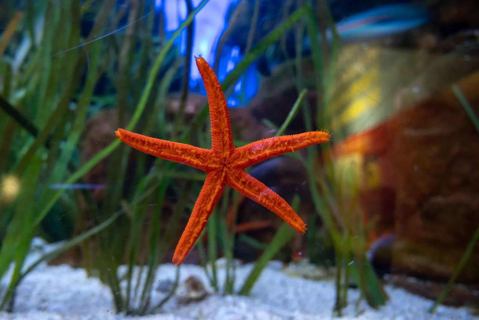 Bezoek het aquarium in Cherbourg met de kids