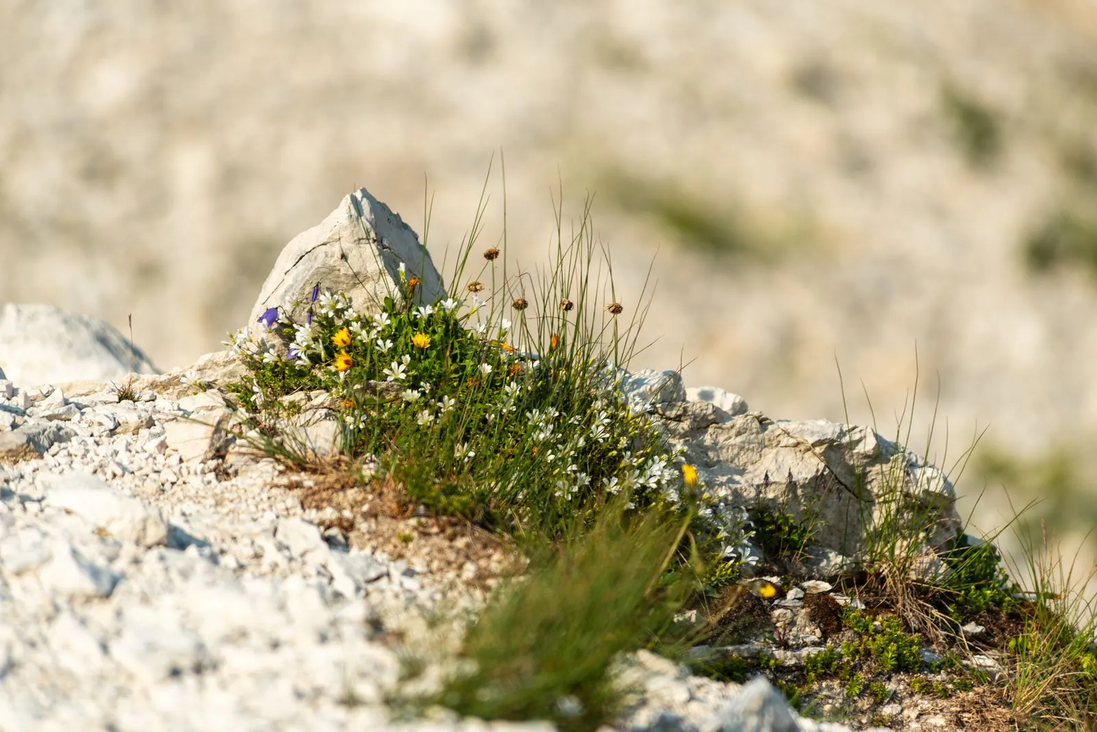 Ontdekken van de wilde natuur in het Nationaal Park Gran Sasso
