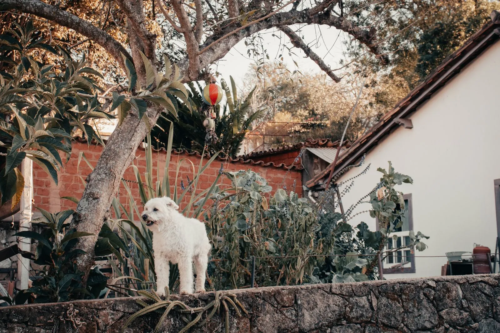 Vakantiehuis hond welkom in Spanje