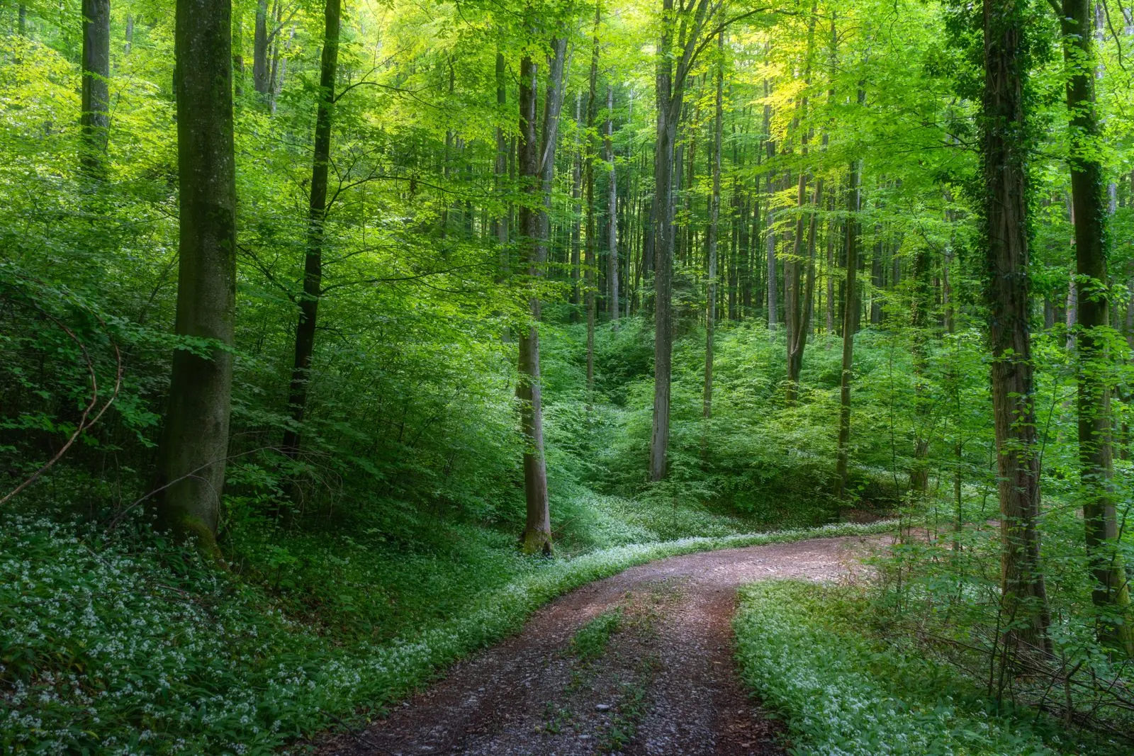 Avontuur in het boomtoppenpad in het Beierse Woud