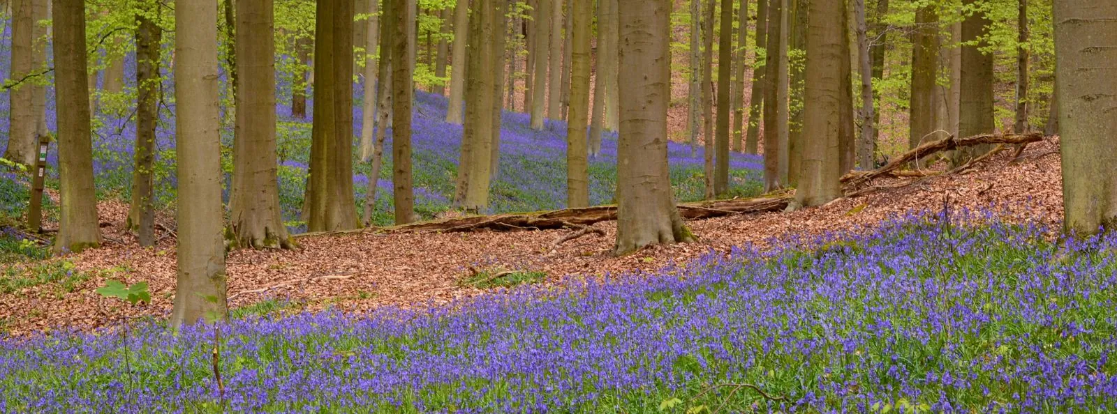 Wandelen in het Meerdaalwoud tussen oude eiken
