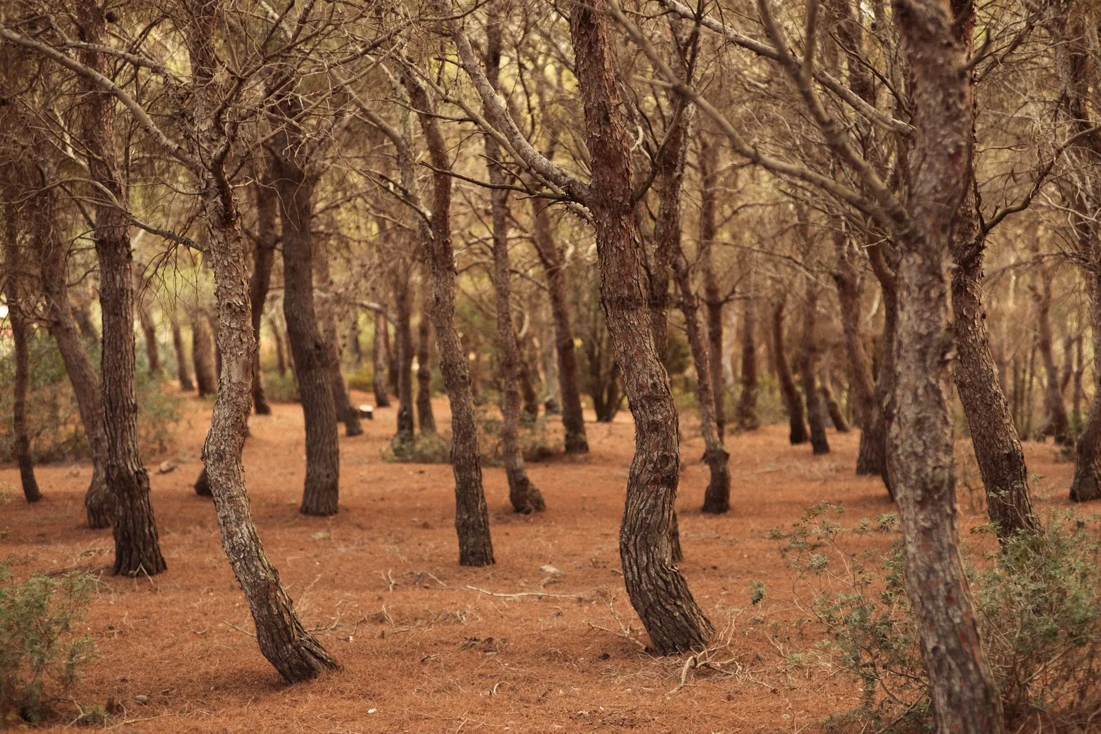 Ontdek de biodiversiteit in de Aspromonte bossen