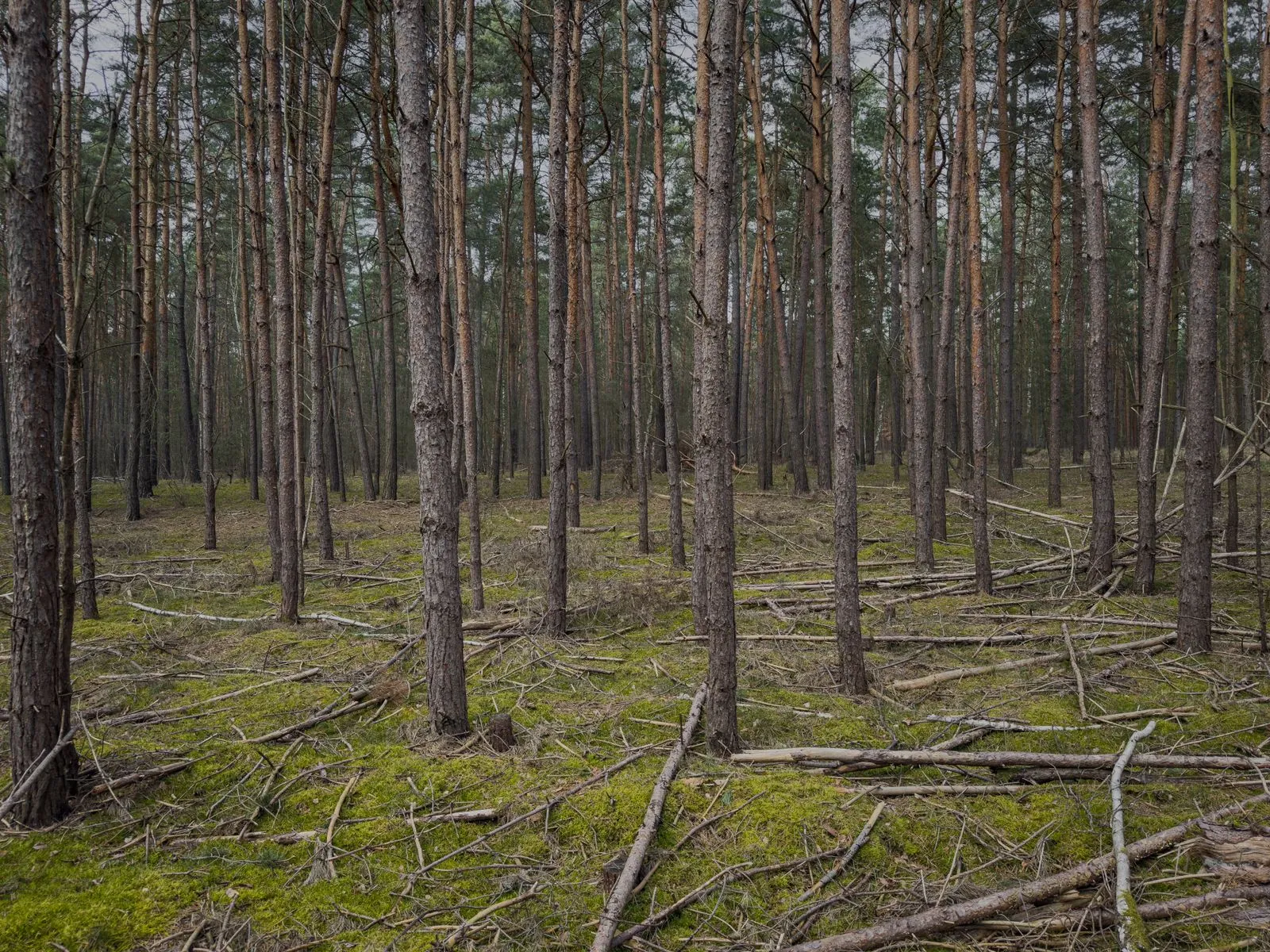 Het Grunewald bos: perfect voor lange wandelingen
