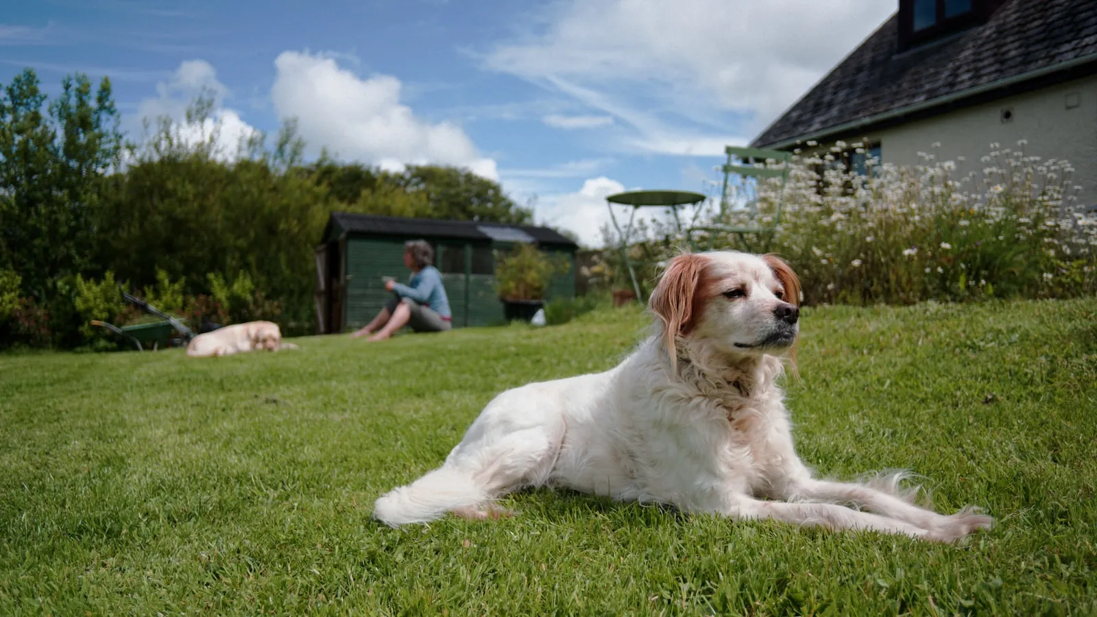 Vakantiewoning hond welkom