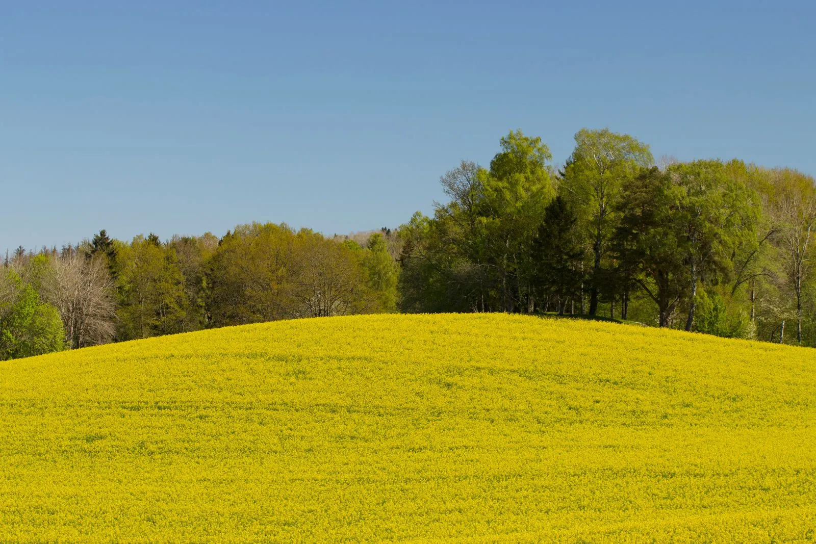 Vrij rondreizen in Zweedse natuur