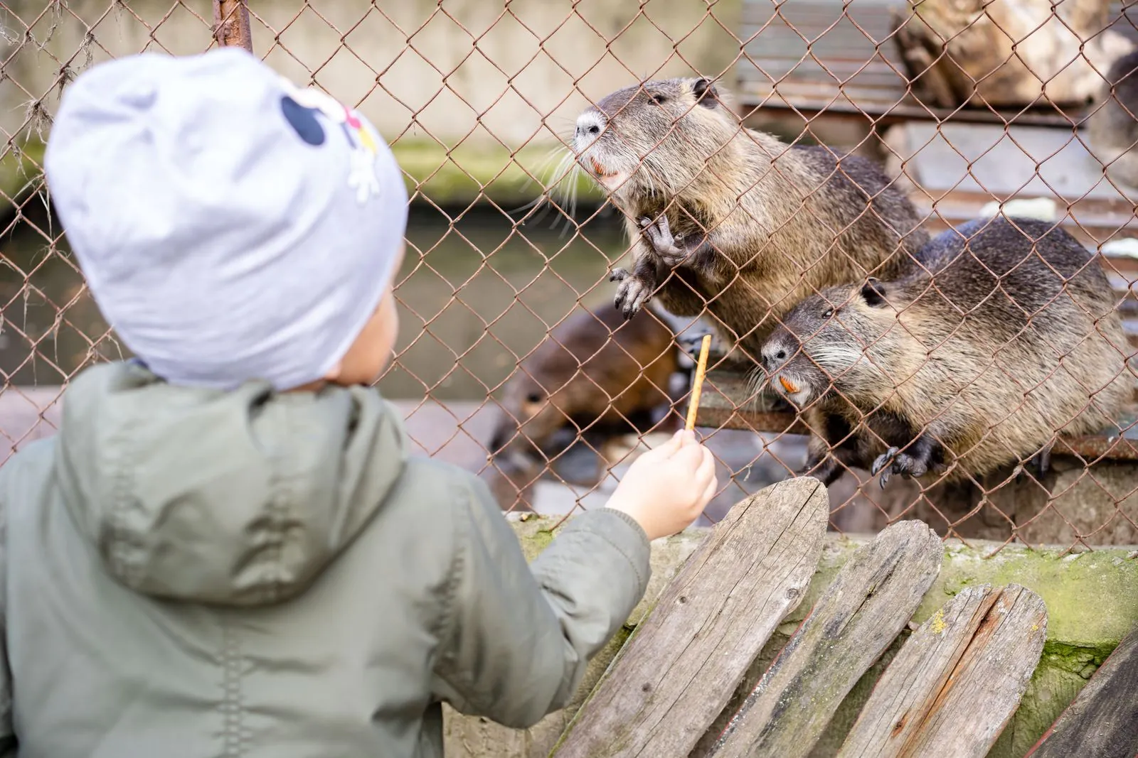 Is er een dierentuin of kinderboerderij in de stad