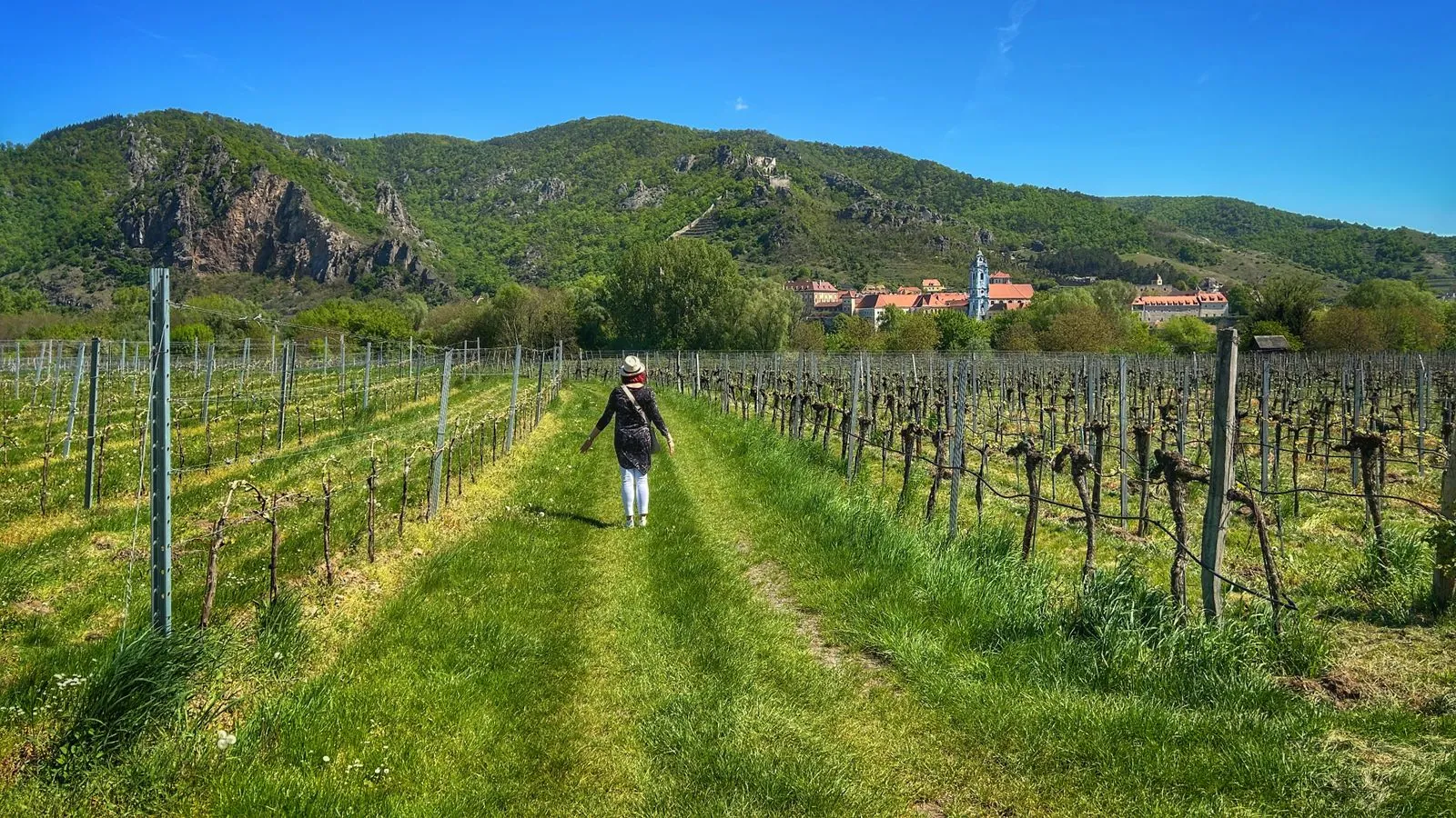 Wandelen door de wijngaarden van de Wachau-vallei
