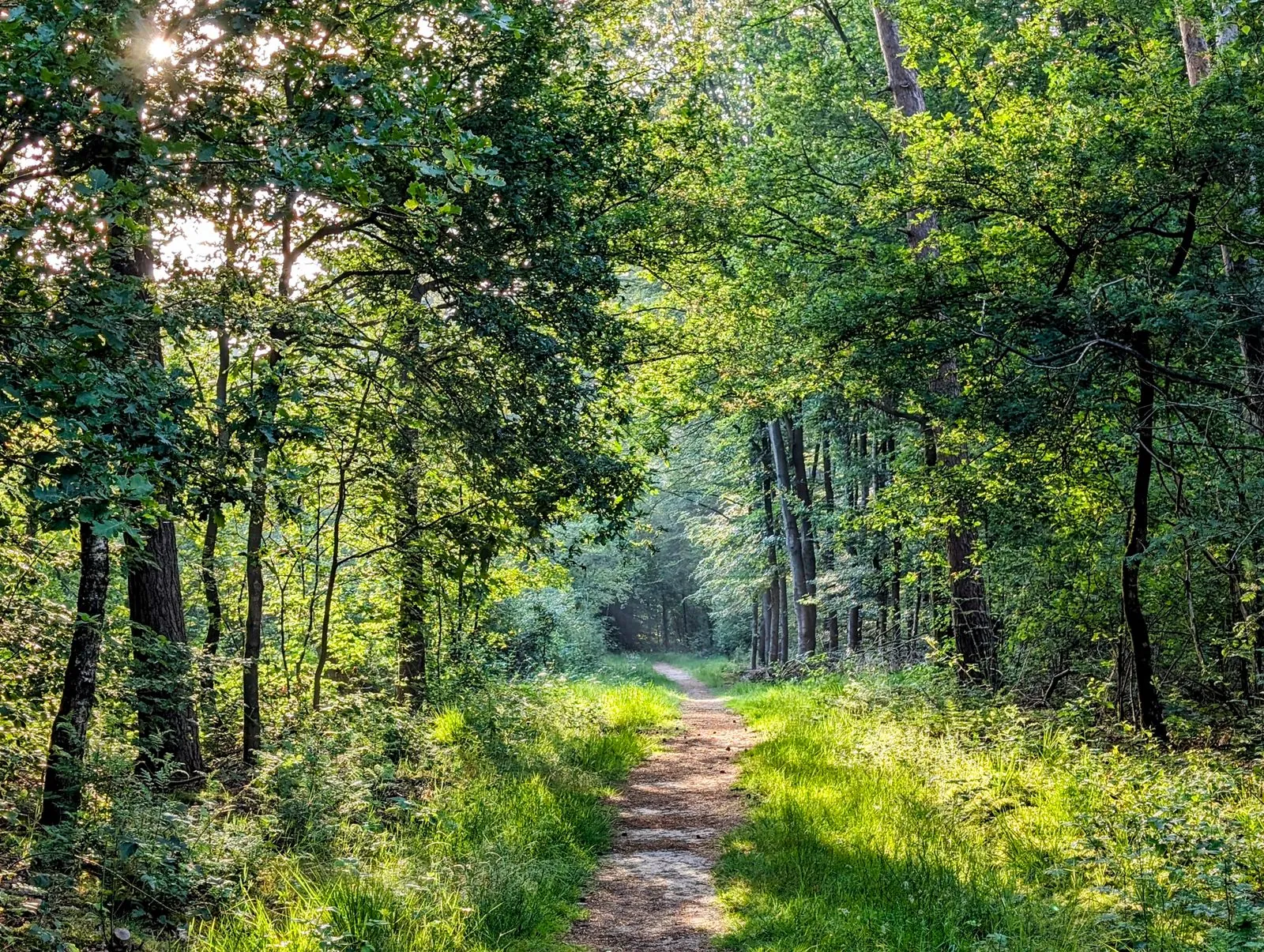 Welke stadsparken zijn het meest geschikt voor een wandeling