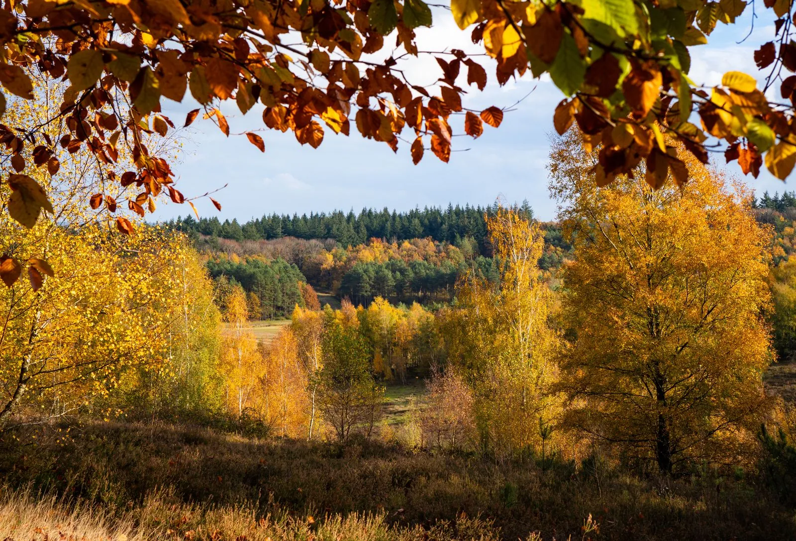 Klimbos Gooi Eemland: een avontuur voor het hele gezin