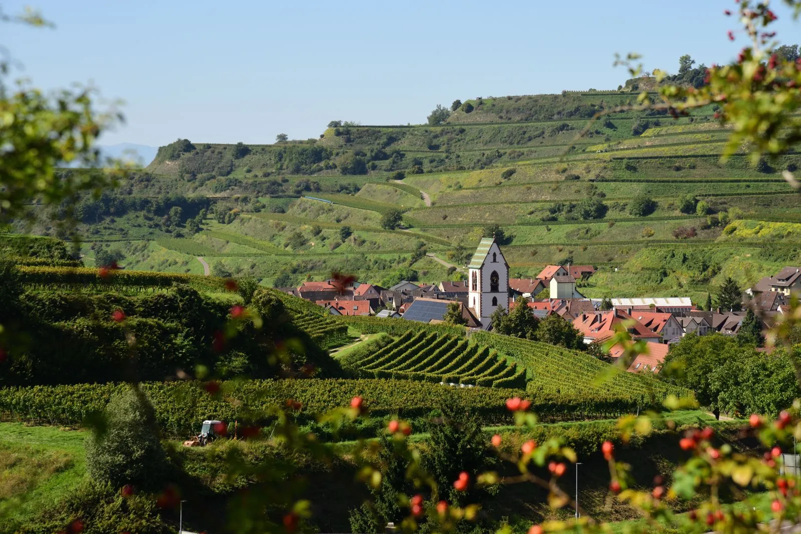 Wandelen langs de wijnvelden in de Kaiserstuhl